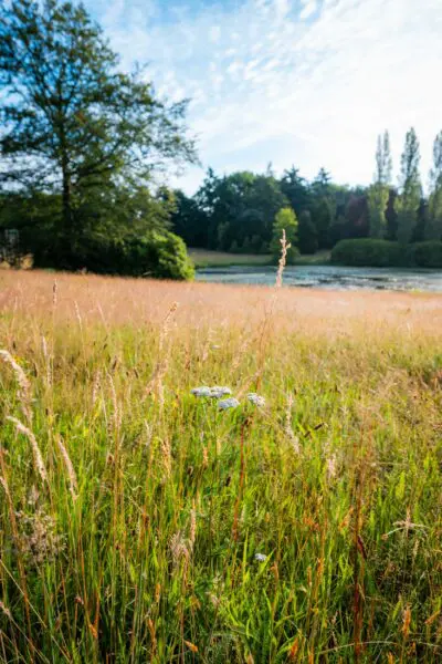 Hoog gras op een open veld, omringd door bomen bij Crematorium Kranenburg.