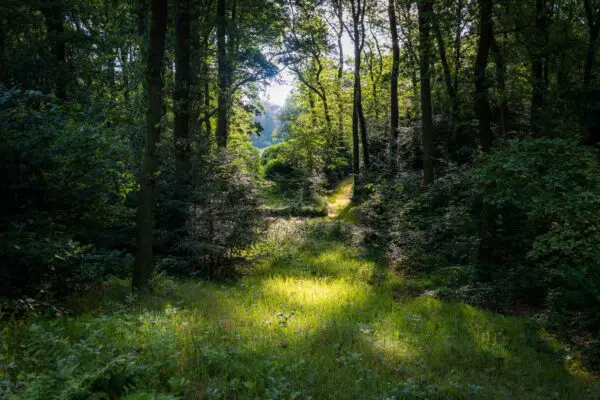 Bosrijk wandelpad op het terrein van Crematorium Kranenburg.
