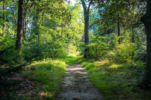Wandelpad onder groene bomen op het terrein van Crematorium Kranenburg.