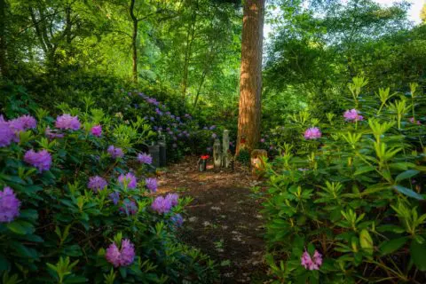 Bloeiende paarse rododendrons tussen bomen en groene beplanting.