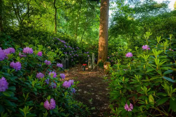 Bloeiende paarse rododendrons in de bostuin van Crematorium Kranenburg.